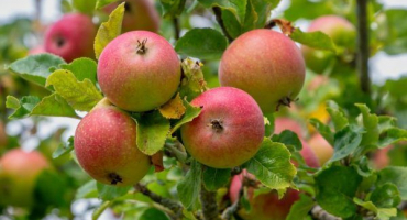 Moskevská hrušeň je chloubou ruského výběru